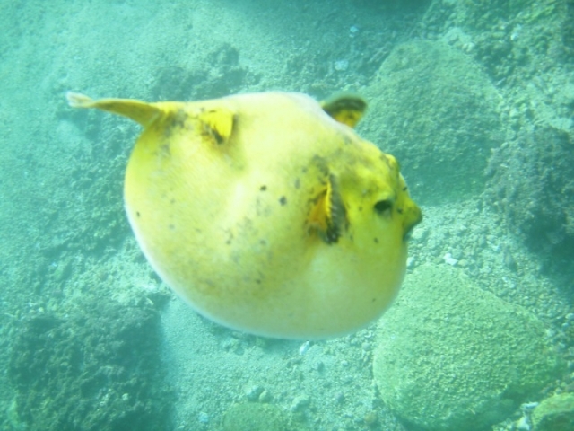  Globe Fish 